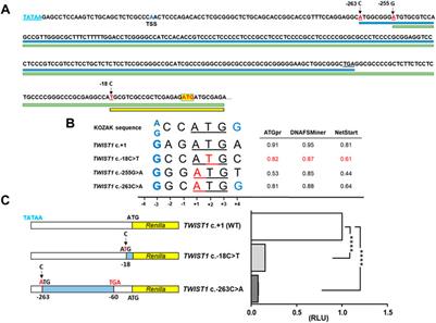 Case report: A third variant in the 5′ UTR of TWIST1 creates a novel upstream translation initiation site in a child with Saethre-Chotzen syndrome